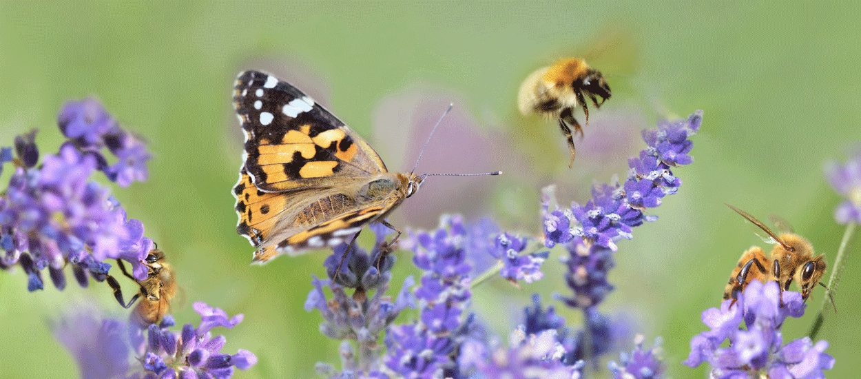 Pour sauver les insectes pollinisateurs, créez des zones fleuries sans pesticide à la maison