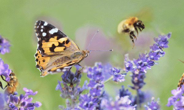 Pour sauver les insectes pollinisateurs, créez des zones fleuries sans pesticide à la maison