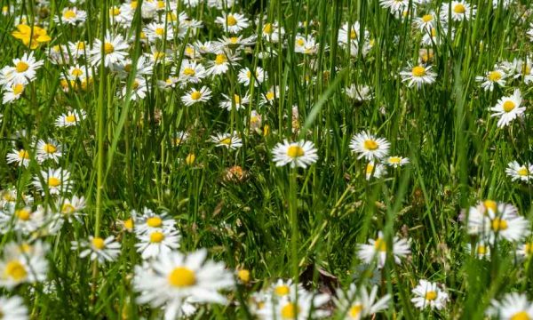 Dilemme : comment tondre sa pelouse ET respecter la biodiversité ?