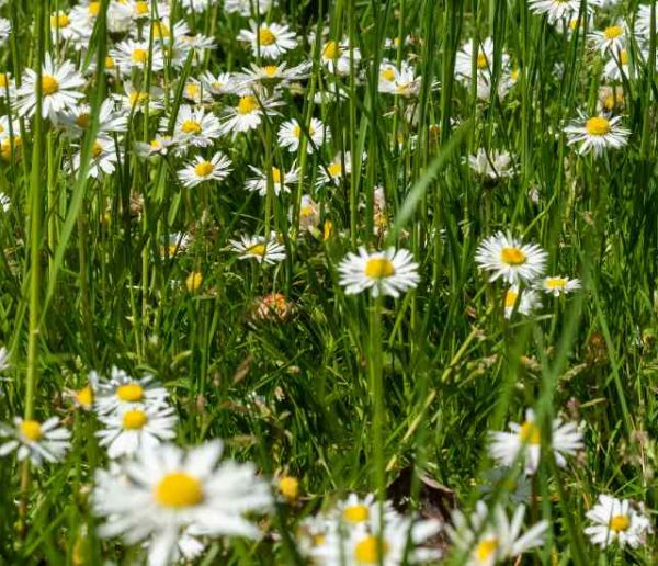 Dilemme : comment tondre sa pelouse ET respecter la biodiversité ?