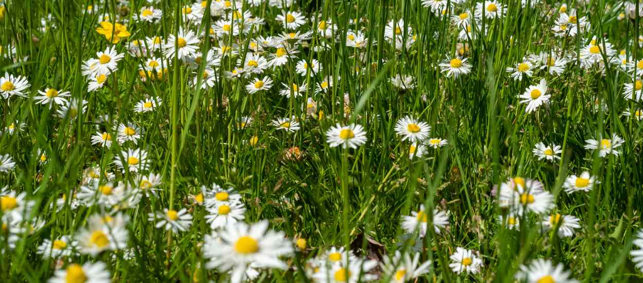 Dilemme : comment tondre sa pelouse ET respecter la biodiversité ?