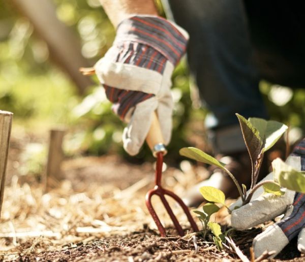 Potager et Permaculture