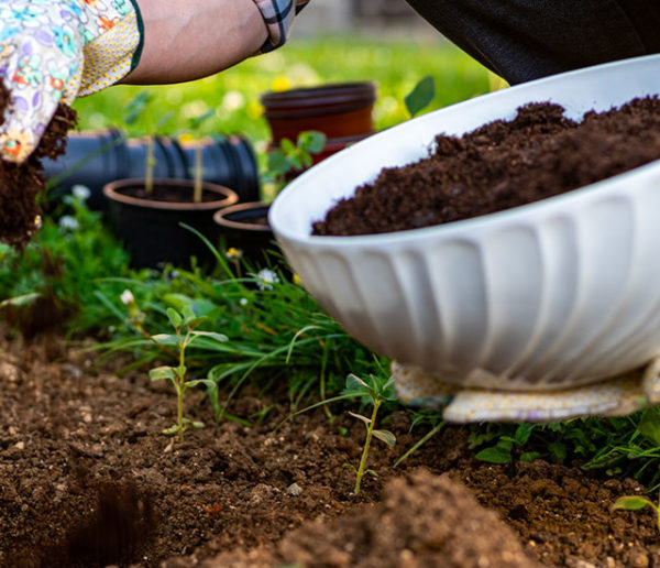 Potager et Permaculture