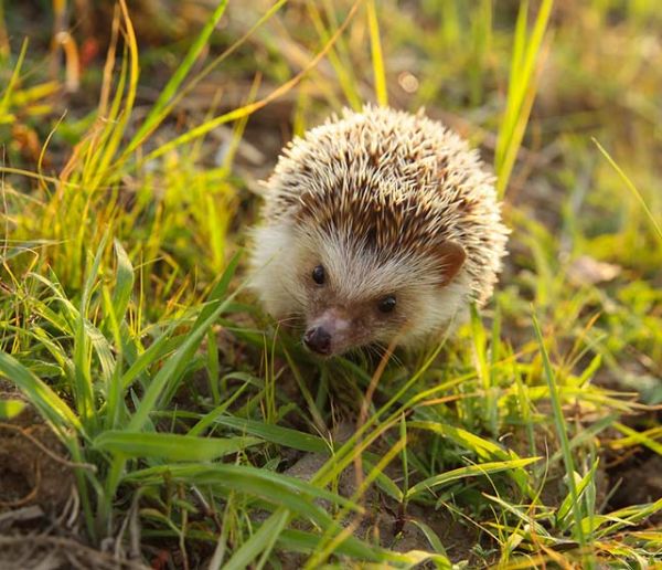 Plantes, Fleurs, Animaux