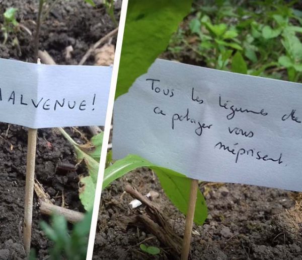 Ce jardinier amateur a testé une nouvelle technique (pleine d'humour) pour éloigner les escargots