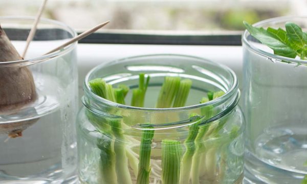 Pas besoin de jardin pour avoir un potager, ce Belge a créé une potagère d'appartement