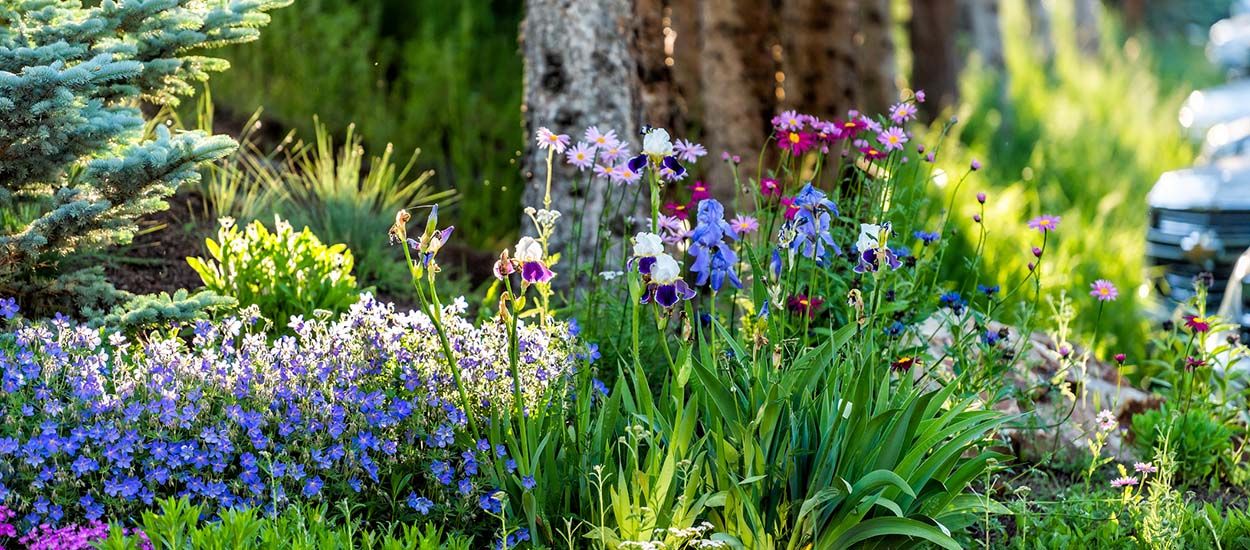 Voici comment semer des fleurs avec succès (même quand on est débutant)