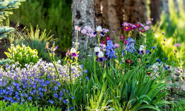 Voici comment semer des fleurs avec succès (même quand on est débutant)