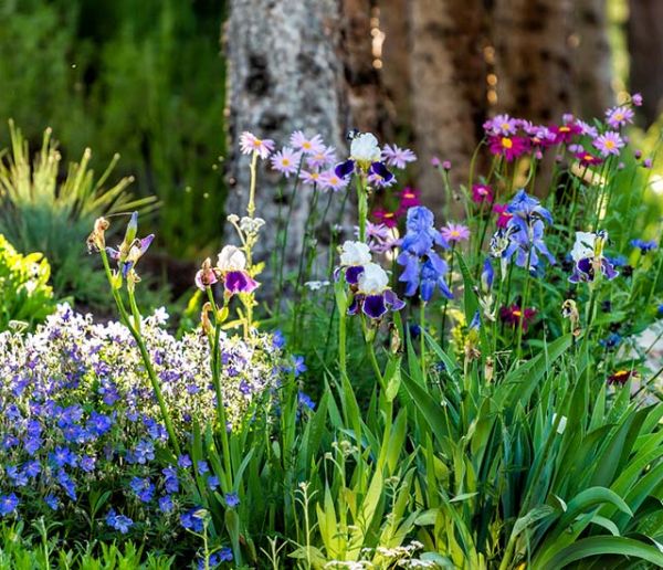 Voici comment semer des fleurs avec succès (même quand on est débutant)