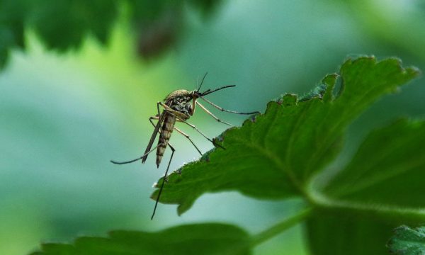 Que peuvent faire les villes pour lutter contre la prolifération des moustiques ?