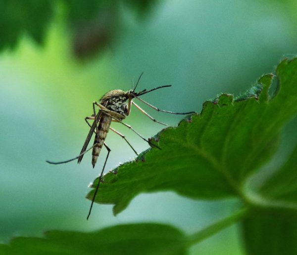 Que peuvent faire les villes pour lutter contre la prolifération des moustiques ?
