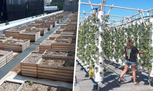 À Paris, vous pouvez louer un potager dans la plus grande ferme urbaine sur toit d'Europe