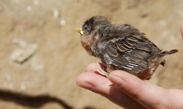 Vous trouvez un bébé animal blessé dans votre jardin : comment le soigner ?