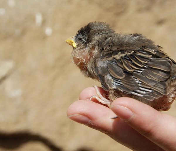 Vous trouvez un bébé animal blessé dans votre jardin : comment le soigner ?