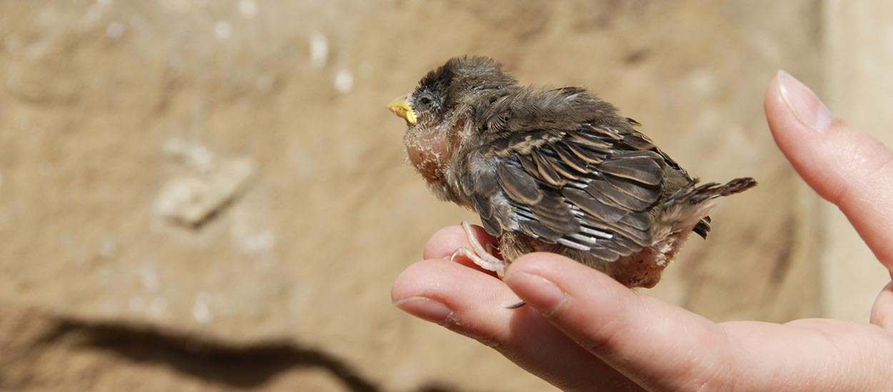 Vous trouvez un bébé animal blessé dans votre jardin : comment le soigner ?