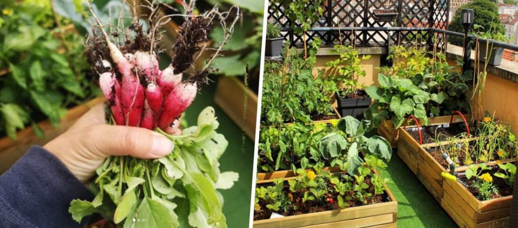 Les 10 erreurs à éviter pour un beau potager - Promesse de Fleurs