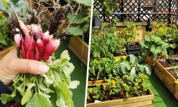 Cultiver un vrai potager sur son balcon : l'exemple inspirant d'une jardinière débutante