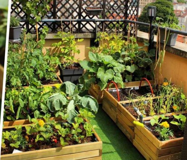 Potager et Permaculture