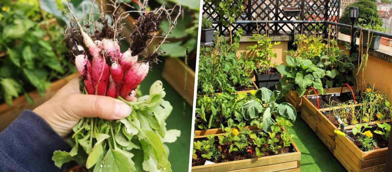 Cultiver un vrai potager sur son balcon : l'exemple inspirant d'une jardinière débutante