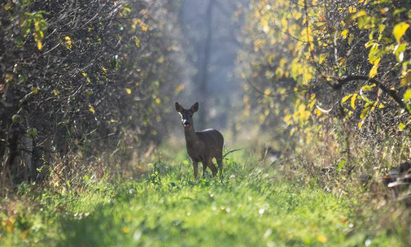 Ces animaux à redécouvrir près de chez soi : Entretien autour de la 