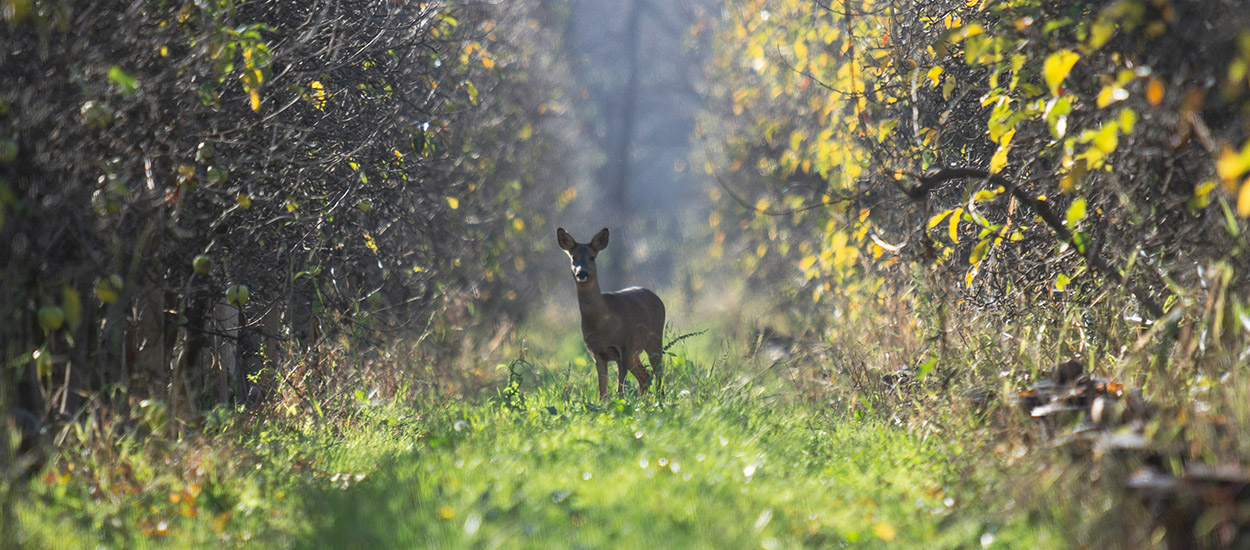 Ces animaux à redécouvrir près de chez soi : Entretien autour de la 