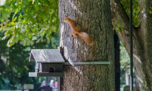 5 abris en bois à construire pour les animaux et insectes du jardin