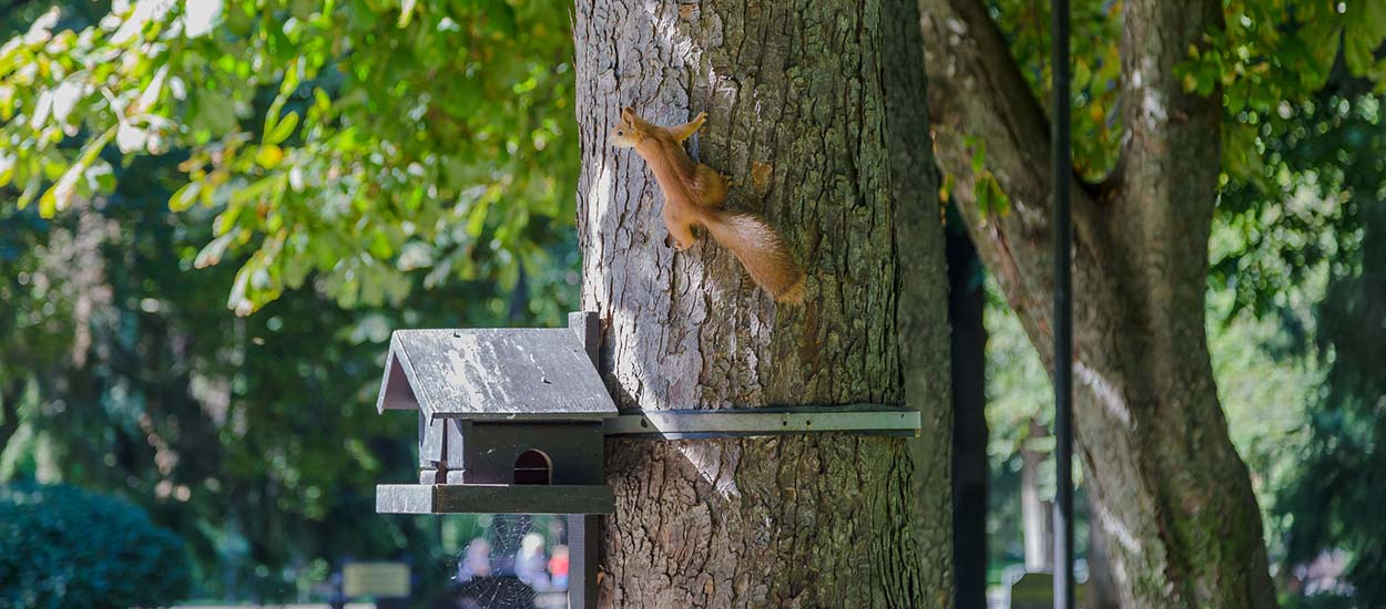 5 abris en bois à construire pour les animaux et insectes du jardin