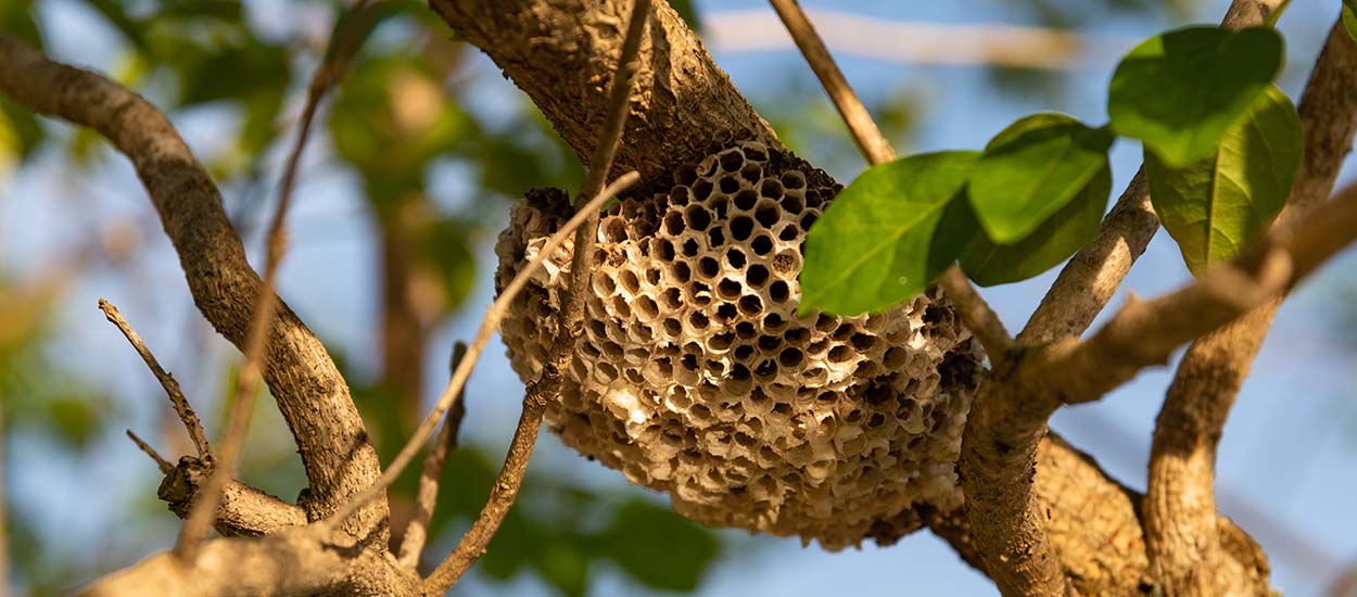 Détecter les nids de frelons asiatiques grâce à une application, c'est possible!