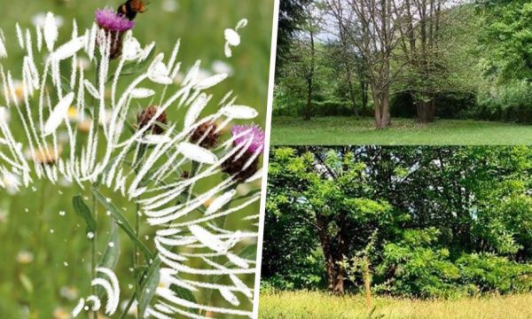 #JardinPunkChallenge : cet été, arrêtez de tondre vos pelouses pour protéger la faune !