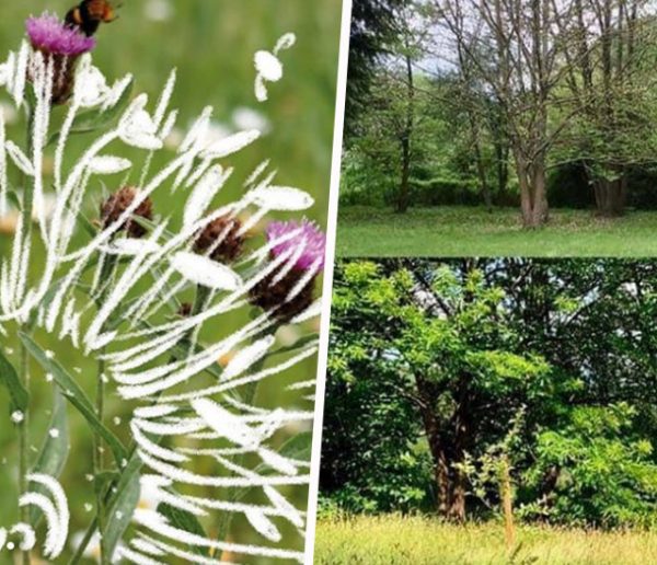 #JardinPunkChallenge : cet été, arrêtez de tondre vos pelouses pour protéger la faune !