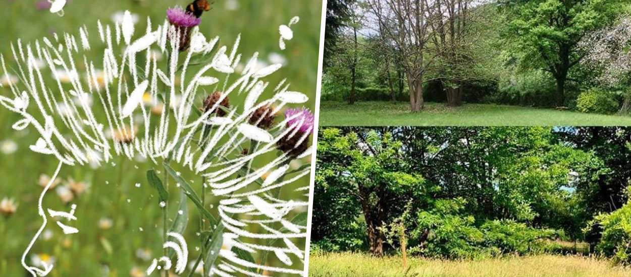 #JardinPunkChallenge : cet été, arrêtez de tondre vos pelouses pour protéger la faune !