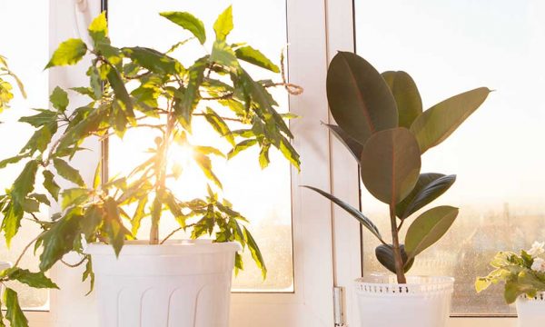 En été, vos plantes vertes aussi peuvent attraper des coups de soleil