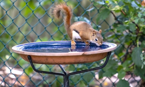 Voici comment donner à boire aux animaux sauvages autour de votre maison quand il fait chaud