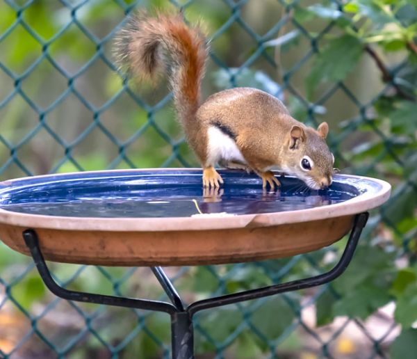 Voici comment donner à boire aux animaux sauvages autour de votre maison quand il fait chaud