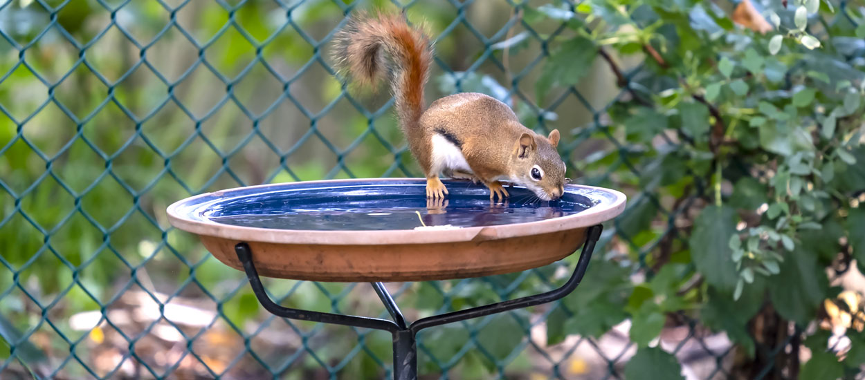 Voici comment donner à boire aux animaux sauvages autour de votre maison quand il fait chaud