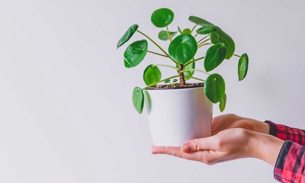 5 plantes d'intérieur trop faciles à bouturer (même pour les nuls)