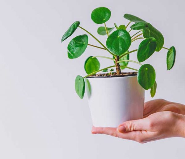 5 plantes d'intérieur trop faciles à bouturer (même pour les nuls)