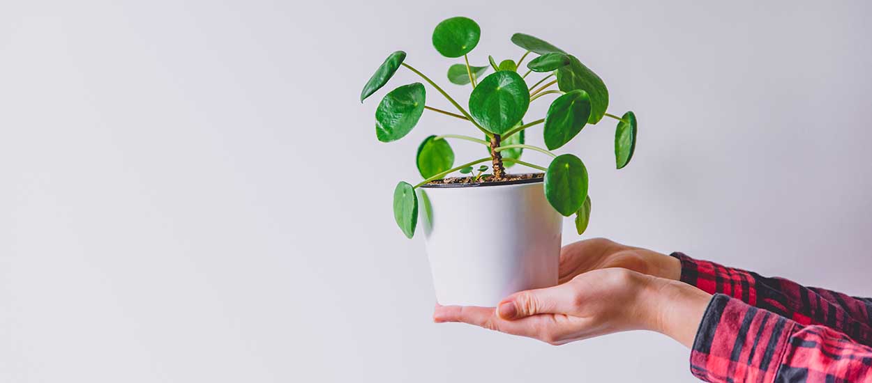 5 plantes d'intérieur trop faciles à bouturer (même pour les nuls)