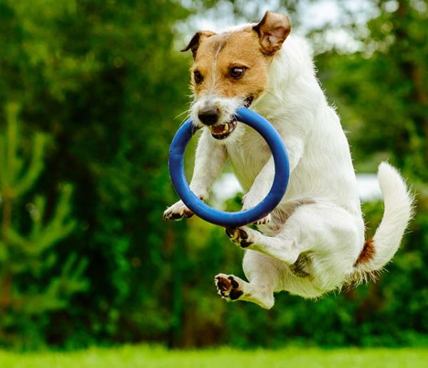 6 idées de jeux DIY à fabriquer pour amuser votre chien