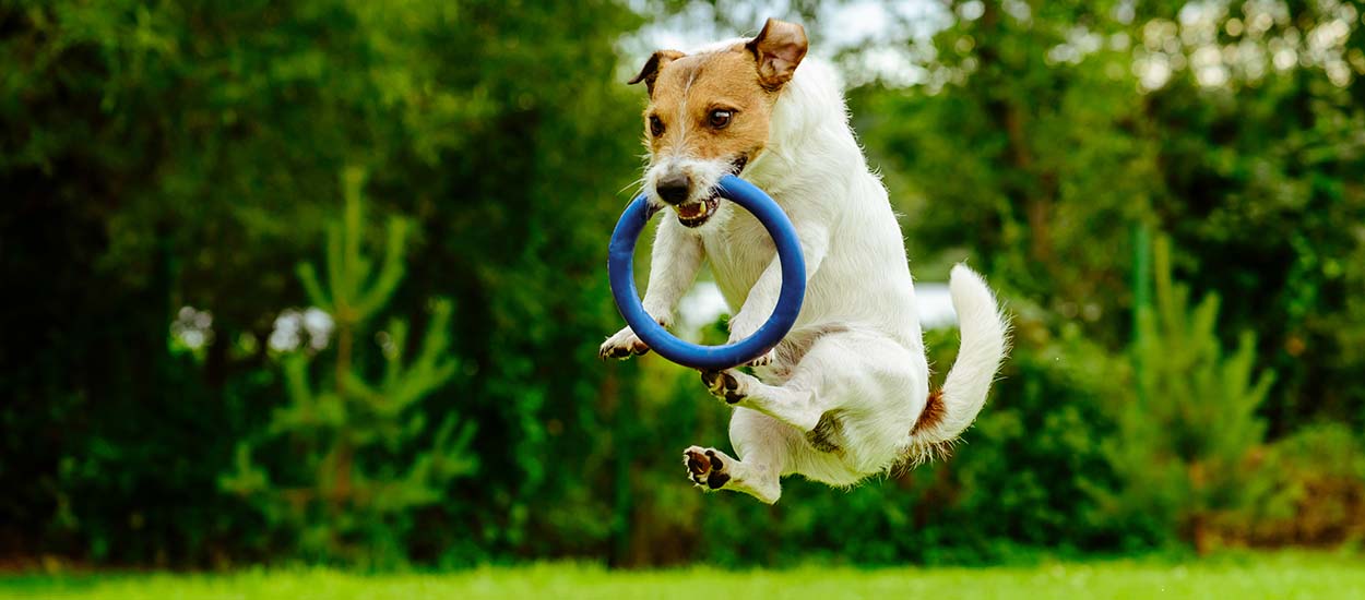 6 idées de jeux DIY à fabriquer pour amuser votre chien