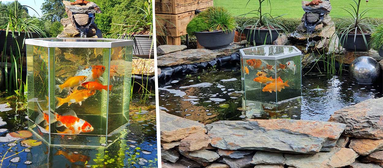 Quels poissons pour un bassin de jardin ?