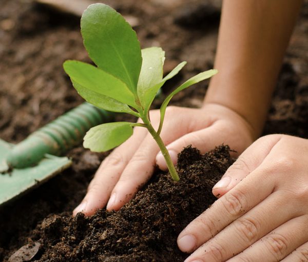 Apprenez à planter une mini forêt près de chez vous grâce à cette formation en ligne