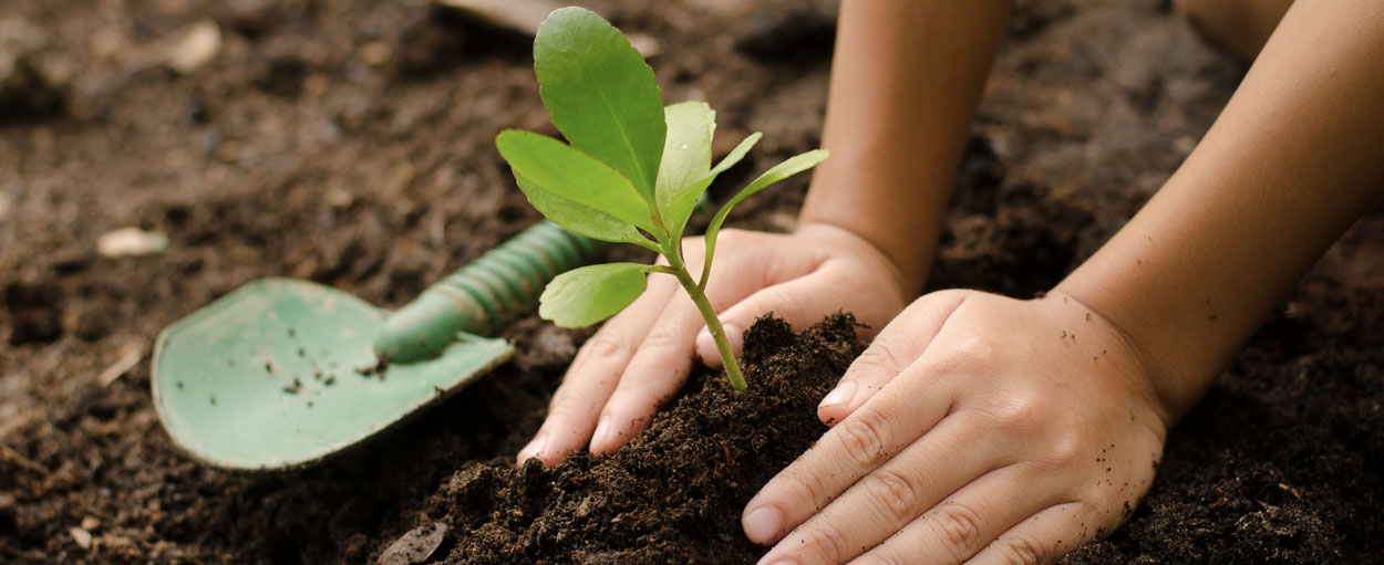 Apprenez à planter une mini forêt près de chez vous grâce à cette formation en ligne