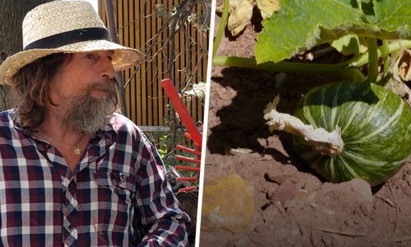 Pascal Poot fait pousser des tomates sans eau malgré la sécheresse grâce aux semences paysannes