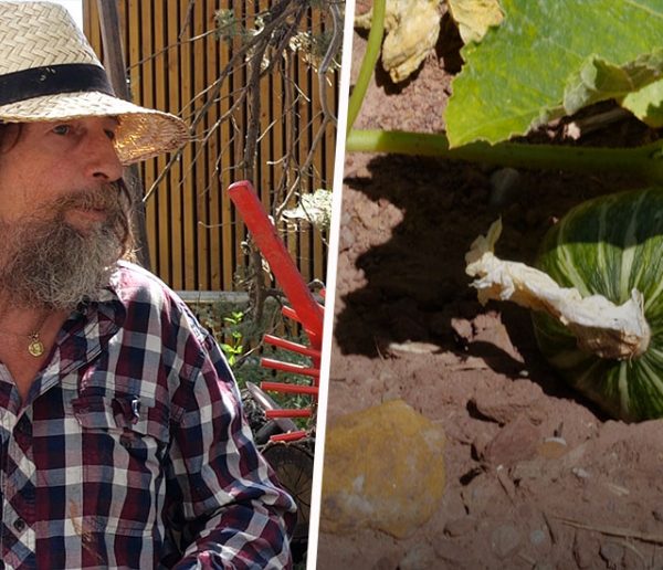 Pascal Poot fait pousser des tomates sans eau malgré la sécheresse grâce aux semences paysannes