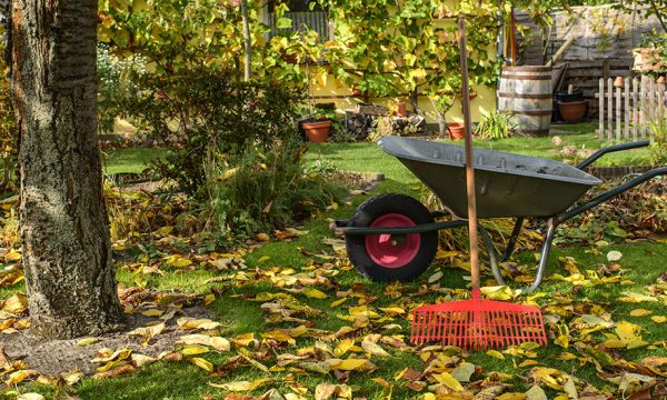 Pourquoi planter en automne est-il plus écolo et plus économique ?