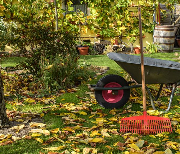 Pourquoi planter en automne est-il plus écolo et plus économique ?