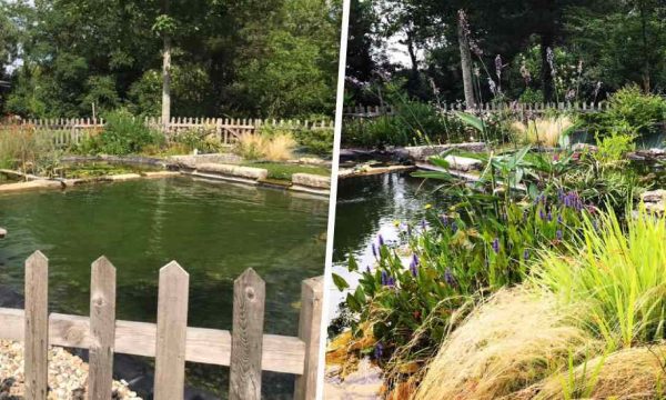 Découvrez comment ils ont construit eux-mêmes cette magnifique piscine naturelle dans leur jardin