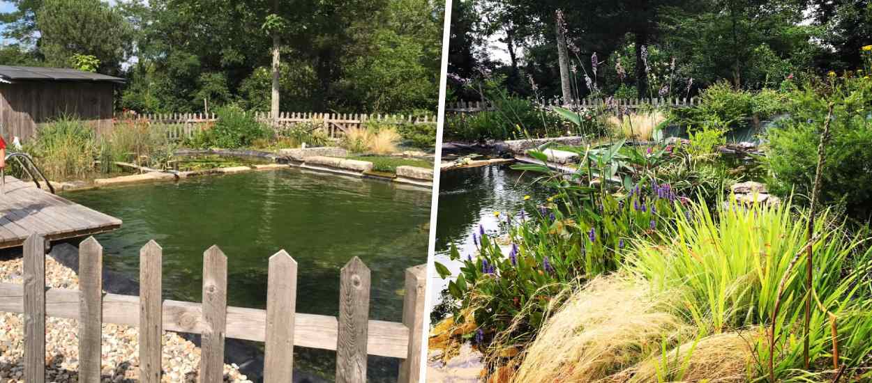 Découvrez comment ils ont construit eux-mêmes cette magnifique piscine naturelle dans leur jardin