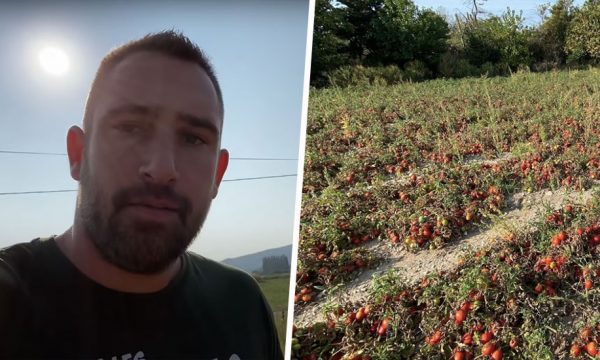 Cet agriculteur a donné 30 tonnes de tomates à des particuliers pour éviter de les jeter